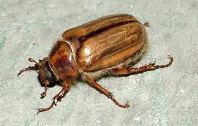 Chafer beetle photo