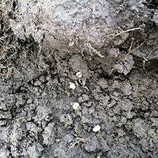 Photo of soil which has been lifted to expose Chafer Grubs. March 2013