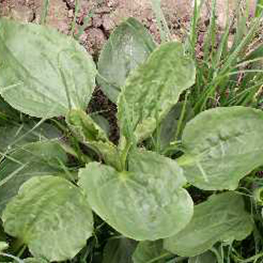 Greater Plantain photo
