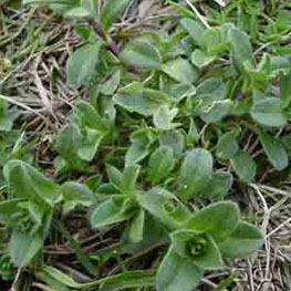 Mouse Ear Chickweed photo