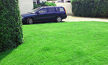 Renovated lawn green grass 