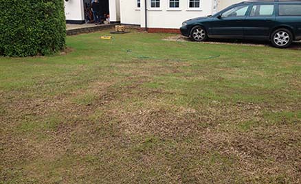 Photo of a re-seeded lawn a week after seeding
