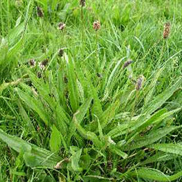 Ribwort Plantain photo